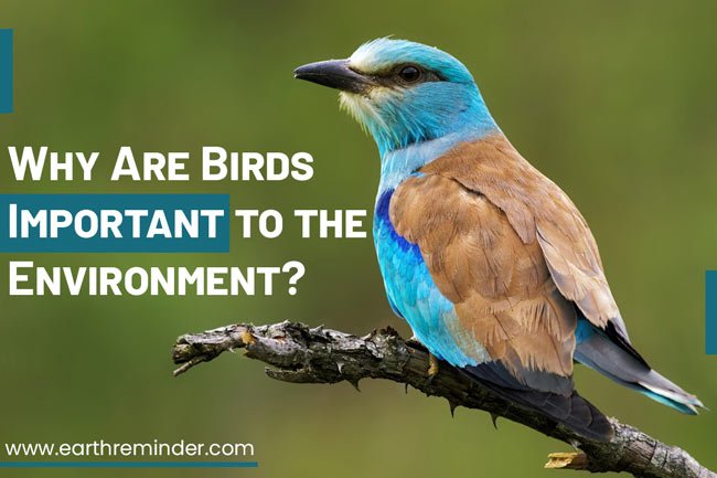 why-are-birds-important-to-the-environment