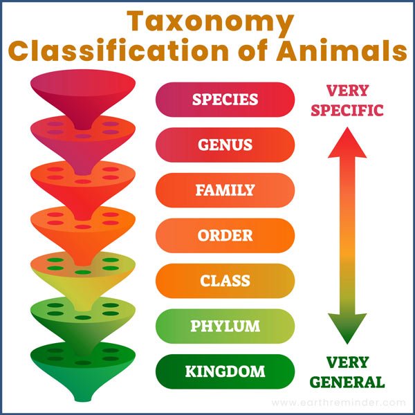 taxonomic-classification-of-animals