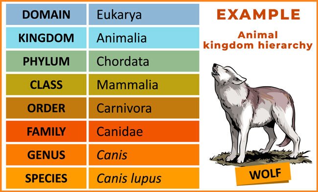 Animal-kingdom-hierarchy-example-wolf