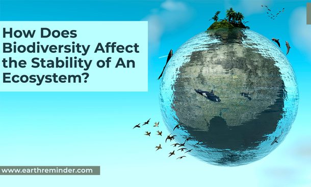 How Does Biodiversity Affect the Stability of An Ecosystem?